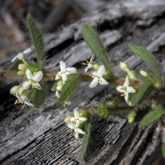 Pimelea venosa at Bolivia, NSW - 5 Sep 2015