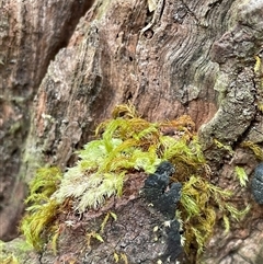 Unverified Moss, Liverwort or Hornwort at Dunbogan, NSW - 21 Oct 2024 by Nette