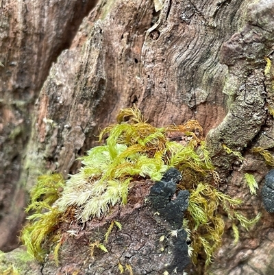 Unverified Moss, Liverwort or Hornwort at Dunbogan, NSW - 21 Oct 2024 by Nette