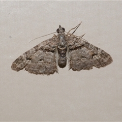 Phrissogonus laticostata (Apple looper moth) at Freshwater Creek, VIC - 19 Nov 2020 by WendyEM