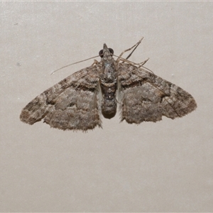 Phrissogonus laticostata at Freshwater Creek, VIC - 19 Nov 2020