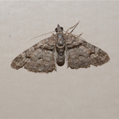 Phrissogonus laticostata (Apple looper moth) at Freshwater Creek, VIC - 19 Nov 2020 by WendyEM