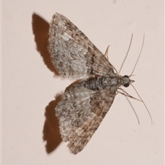 Phrissogonus laticostata (Apple looper moth) at Freshwater Creek, VIC - 19 Nov 2020 by WendyEM