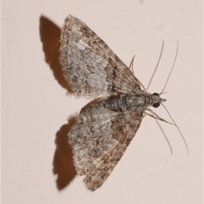 Phrissogonus laticostata (Apple looper moth) at Freshwater Creek, VIC - 19 Nov 2020 by WendyEM