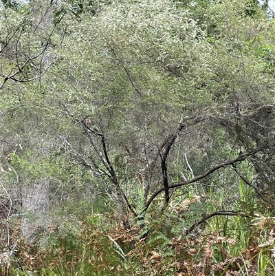 Leptospermum scoparium at Dunbogan, NSW - 21 Oct 2024 by Nette