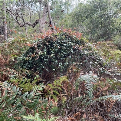 Smilax glyciphylla at Dunbogan, NSW - 21 Oct 2024 by Nette