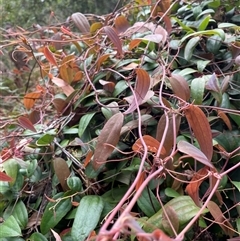 Smilax glyciphylla at Dunbogan, NSW - 21 Oct 2024 10:43 AM