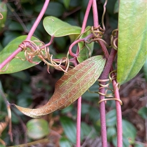 Smilax glyciphylla at Dunbogan, NSW - 21 Oct 2024 10:43 AM