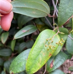 Smilax glyciphylla at Dunbogan, NSW - 21 Oct 2024 10:43 AM