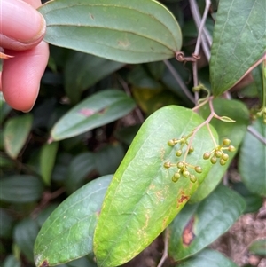 Smilax glyciphylla at Dunbogan, NSW - 21 Oct 2024 10:43 AM
