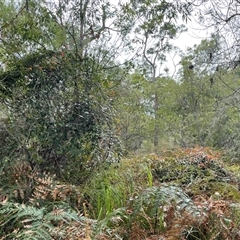 Smilax glyciphylla at Dunbogan, NSW - 21 Oct 2024 10:43 AM