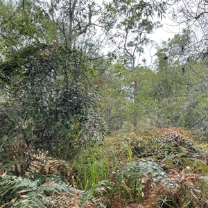 Smilax glyciphylla at Dunbogan, NSW - 21 Oct 2024 10:43 AM