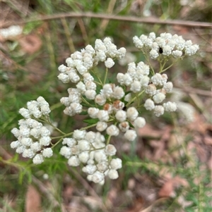 Ozothamnus diosmifolius at Dunbogan, NSW - 21 Oct 2024 10:32 AM