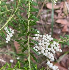Ozothamnus diosmifolius at Dunbogan, NSW - 21 Oct 2024 10:32 AM