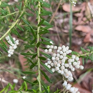 Ozothamnus diosmifolius at Dunbogan, NSW - 21 Oct 2024 10:32 AM