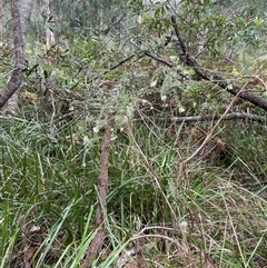 Ozothamnus diosmifolius at Dunbogan, NSW - 21 Oct 2024 10:32 AM