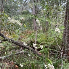 Ozothamnus diosmifolius at Dunbogan, NSW - 21 Oct 2024 10:32 AM