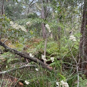 Ozothamnus diosmifolius at Dunbogan, NSW - 21 Oct 2024 10:32 AM