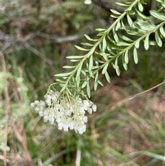 Ozothamnus diosmifolius at Dunbogan, NSW - 21 Oct 2024 10:32 AM