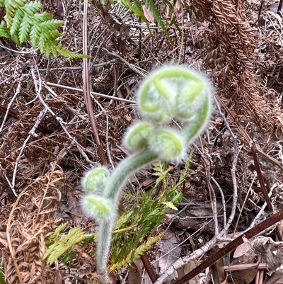 Pteridium esculentum at Dunbogan, NSW - 21 Oct 2024 by Nette