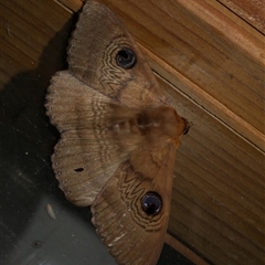 Dasypodia selenophora (Southern old lady moth) at Freshwater Creek, VIC - 19 Nov 2020 by WendyEM