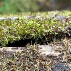 Unverified Moss, Liverwort or Hornwort at Dunbogan, NSW - 21 Oct 2024 by Nette