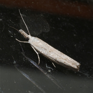 Culladia cuneiferellus at Freshwater Creek, VIC - 19 Nov 2020