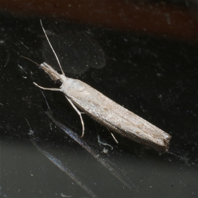 Culladia cuneiferellus (Crambinae moth) at Freshwater Creek, VIC - 19 Nov 2020 by WendyEM