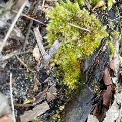 Unverified Moss, Liverwort or Hornwort at Dunbogan, NSW - 21 Oct 2024 by Nette