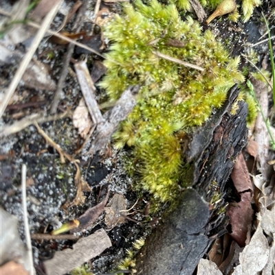Unverified Moss, Liverwort or Hornwort at Dunbogan, NSW - 21 Oct 2024 by Nette