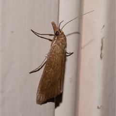 Scirpophaga (genus) (A Crambid moth) at Freshwater Creek, VIC - 19 Nov 2020 by WendyEM