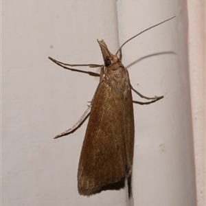 Scirpophaga (genus) at Freshwater Creek, VIC - 19 Nov 2020