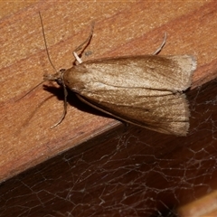 Scirpophaga (genus) at Freshwater Creek, VIC - 19 Nov 2020