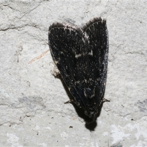 Stericta carbonalis at Freshwater Creek, VIC - 19 Nov 2020