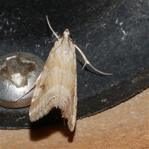 Hellula hydralis at Freshwater Creek, VIC - 19 Nov 2020