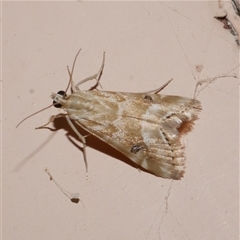 Hellula hydralis (Cabbage Centre Moth) at Freshwater Creek, VIC - 19 Nov 2020 by WendyEM