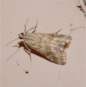 Hellula hydralis at Freshwater Creek, VIC - 19 Nov 2020