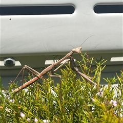 Tenodera australasiae (Purple-winged mantid) at Garran, ACT - 21 Oct 2024 by Medha