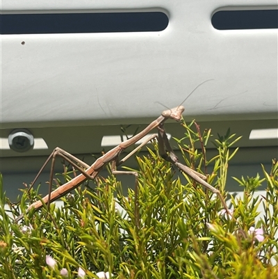 Tenodera australasiae (Purple-winged mantid) at Garran, ACT - 21 Oct 2024 by Medha