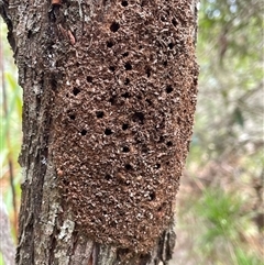 Unverified Other insect at Dunbogan, NSW - 21 Oct 2024 by Nette