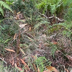 Gleichenia (genus) at Dunbogan, NSW - suppressed