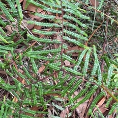 Gleichenia (genus) at Dunbogan, NSW - suppressed