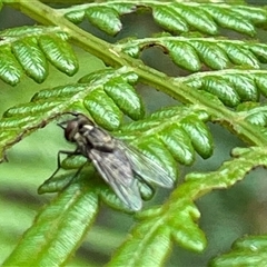 Unidentified True fly (Diptera) at Dunbogan, NSW - 21 Oct 2024 by Nette