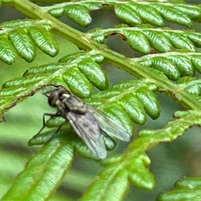 Unidentified True fly (Diptera) at Dunbogan, NSW - 21 Oct 2024 by Nette