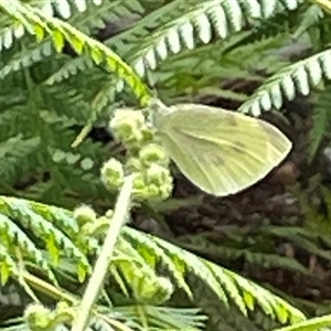 Pieris rapae at Dunbogan, NSW - 21 Oct 2024 10:35 AM