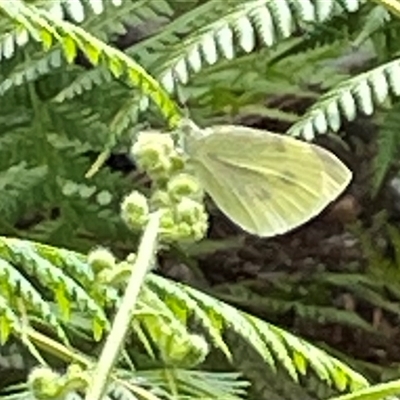 Pieris rapae (Cabbage White) at Dunbogan, NSW - 21 Oct 2024 by Nette