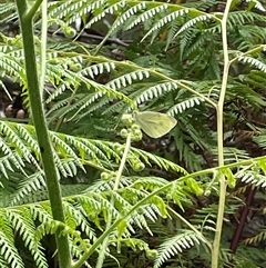 Pieris rapae at Dunbogan, NSW - 21 Oct 2024 10:35 AM