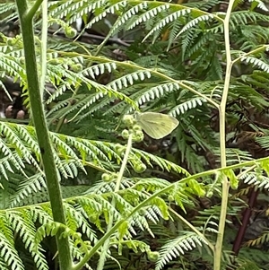 Pieris rapae at Dunbogan, NSW - 21 Oct 2024 10:35 AM