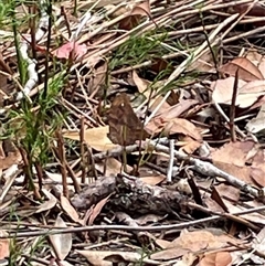 Unidentified Butterfly (Lepidoptera, Rhopalocera) at Dunbogan, NSW - 21 Oct 2024 by Nette