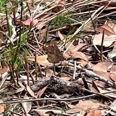 Unidentified Butterfly (Lepidoptera, Rhopalocera) at Dunbogan, NSW - 21 Oct 2024 by Nette